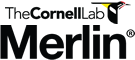 Merlin